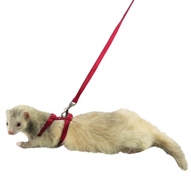 ferret lead