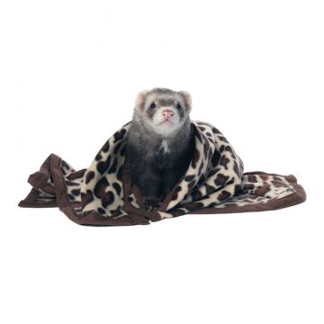 Marshall ferret mansion sale