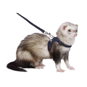 marshallferrets Collars Leads
