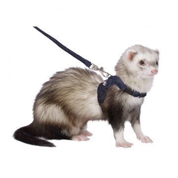 ferret lead