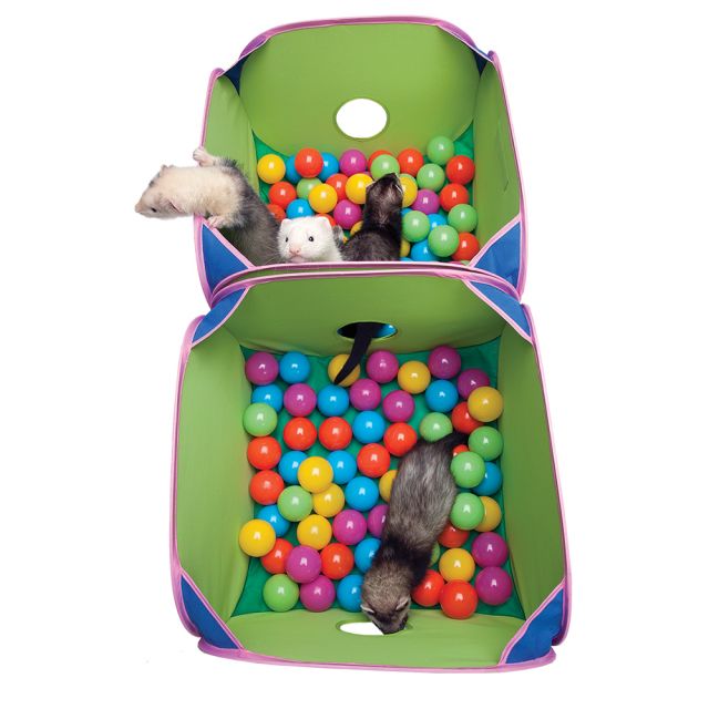 ferrets in ball pit
