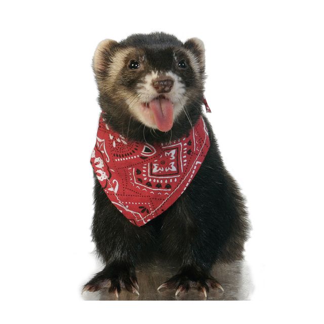 Ferret bandana shop