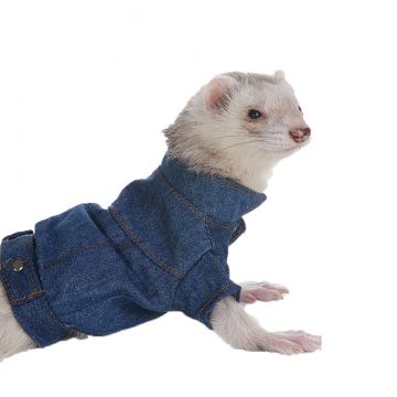 Marshall ferret clothes deals
