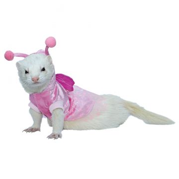 marshall ferret clothes