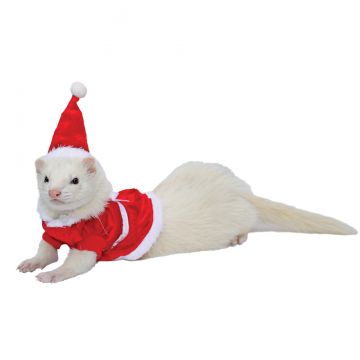 marshall ferret clothes