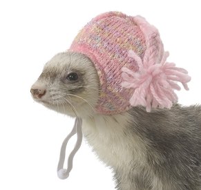 marshall ferret clothes