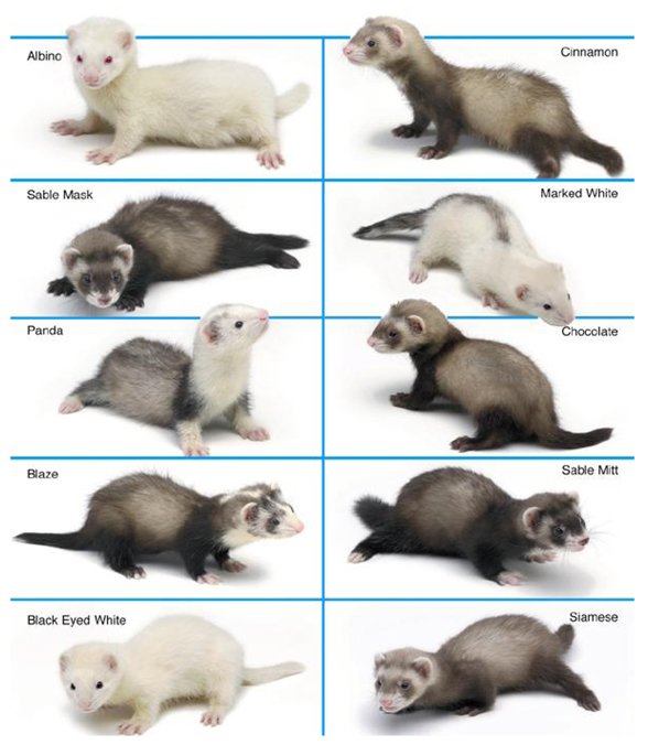 real canadian ferrets