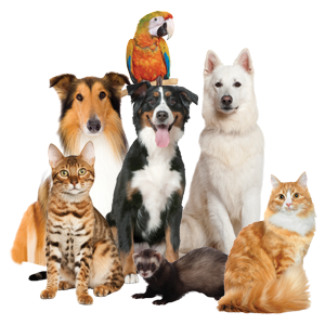 Pet Group